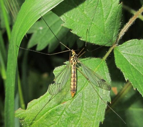 Nephrotoma quadrifaria