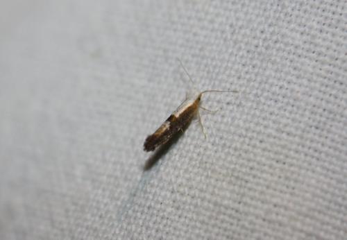 Réf. 102 568 : Argyresthia sp.