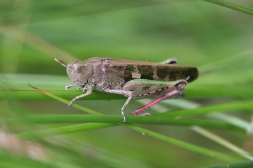 Réf. 102 848 : Aiolopus strepens