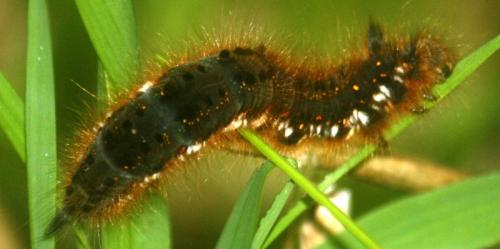 Euthrix potatoria