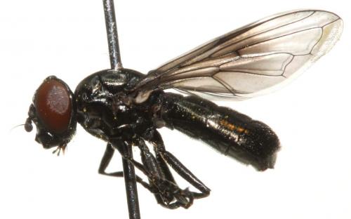 Melanogaster nuda