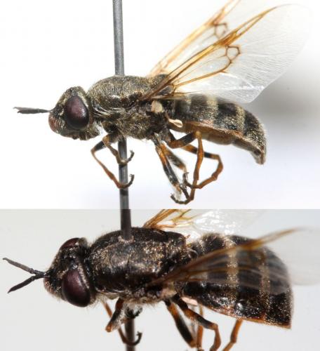 Réf. 102 134 : Odontomyia argentata