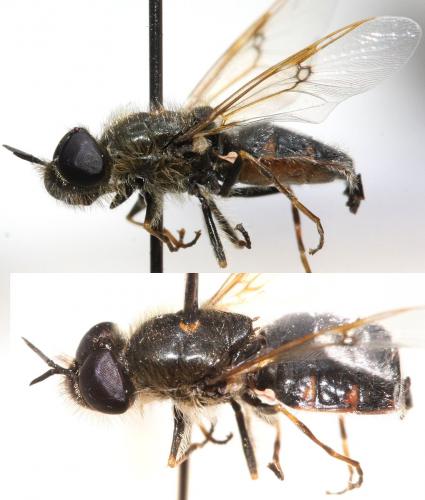 Réf. 102 133 : Odontomyia argentata