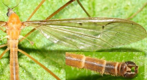 Pedicia littoralis
