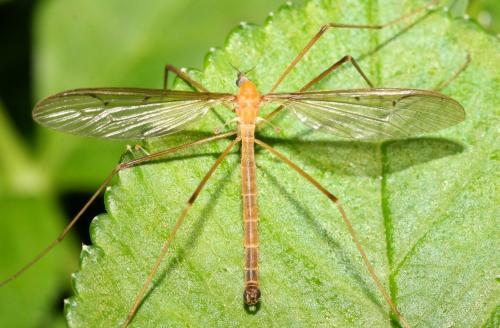 Pedicia littoralis