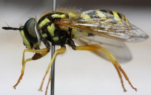 Chrysotoxum octomaculatum