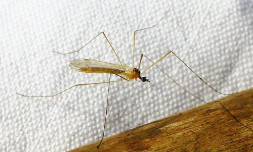 Réf. 102 654 : Dicranomyia sp.