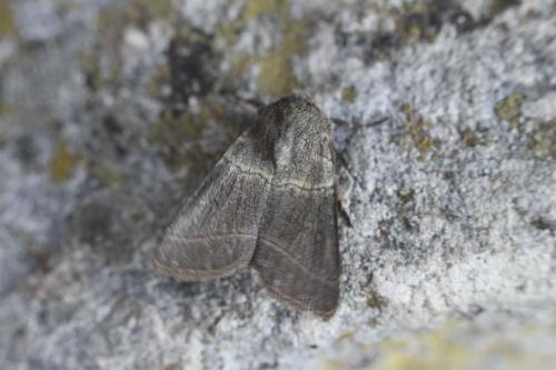Réf. 102 307 : Charanyca trigrammica