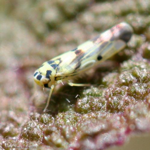Réf. 102 217 : Eupteryx atropunctata