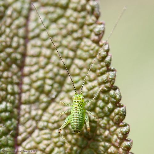 Phaneropterinae