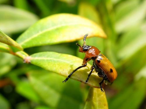 Macrolenes dentipes