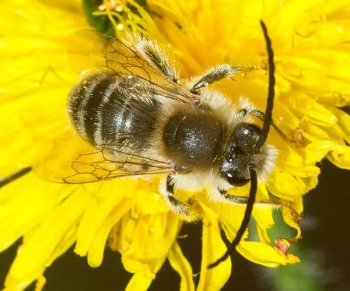 Eucera sp.
