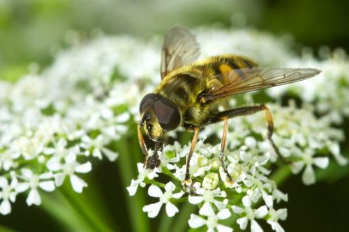 Myathropa florea