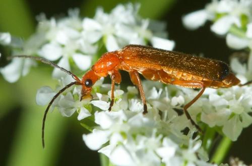 Réf. 102 626 : Rhagonycha fulva