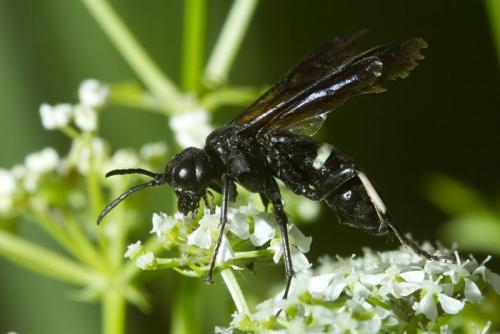 Réf. 102 790 : Cephaledo bifasciata bifasciata