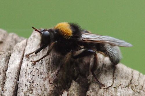 Laphria bomboides