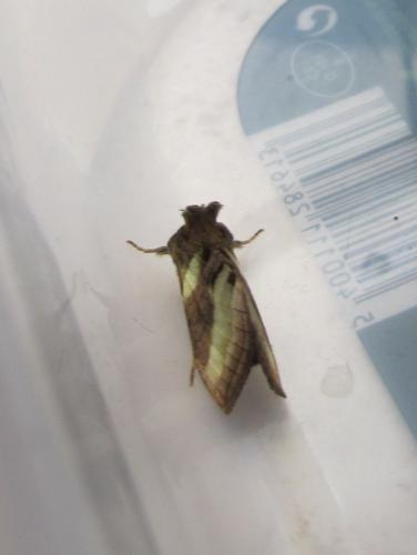 Diachrysia chrysitis