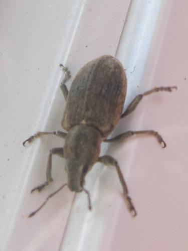 Réf. 102 345 : Tanymecus palliatus