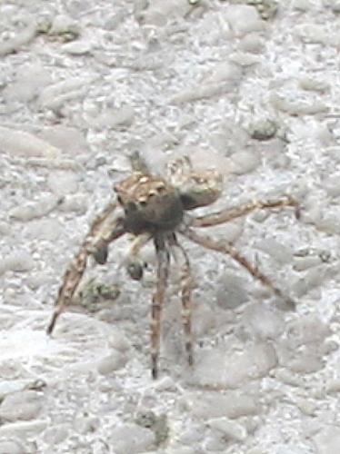 Réf. 102 841 : Attulus sp.