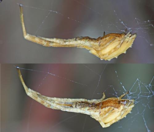 Uloborus walckenaerius