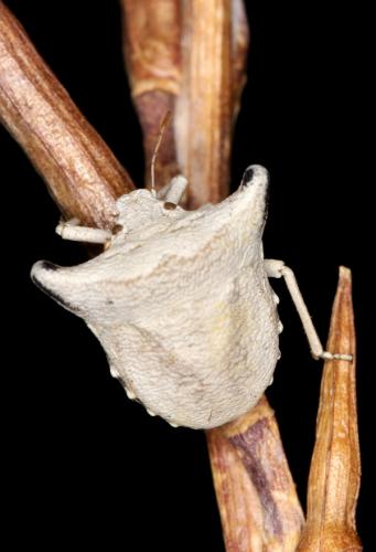 Ventocoris falcatus