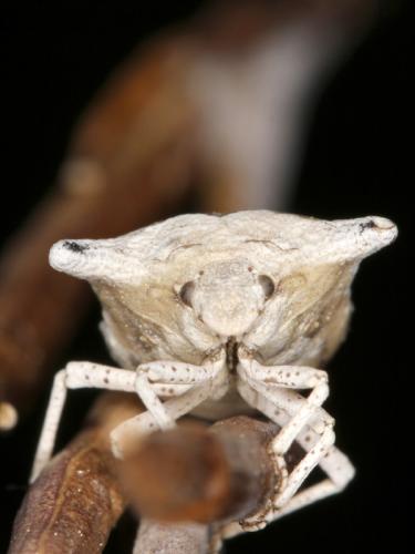 Ventocoris falcatus