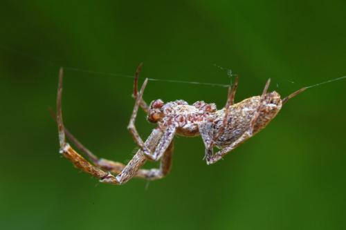 Uloborus plumipes