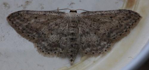 Idaea seriata