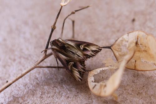 Actinotia polyodon