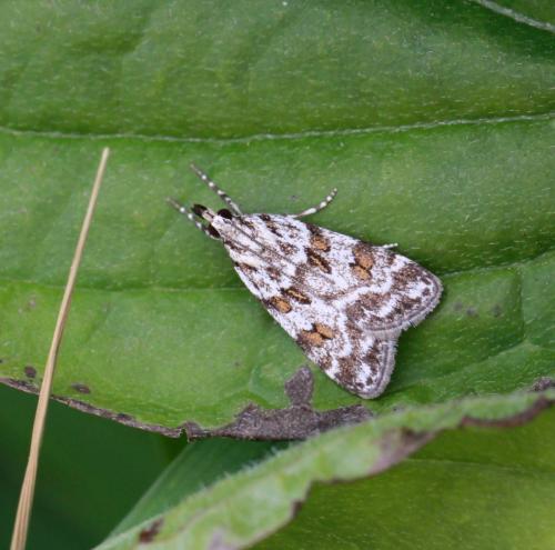 Réf. 102 517 : Scoparia pyralella