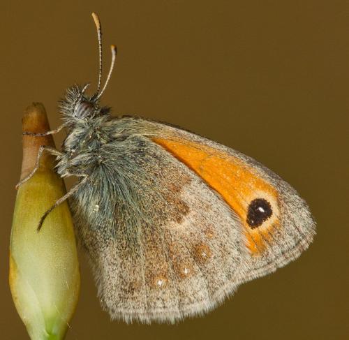 Réf. 102 684 : Coenonympha pamphilus