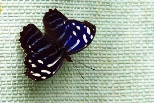 Myscelia cyaniris