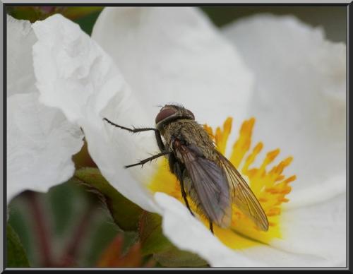 Pollenia sp.