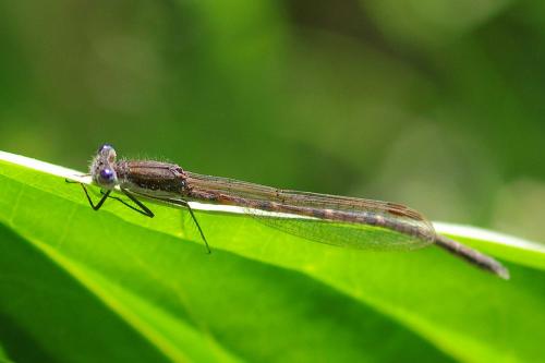 Réf. 102 447 : Sympecma fusca