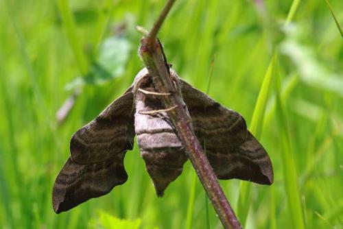 Réf. 102 383 : Smerinthus ocellata