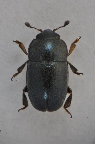 Meligethinae