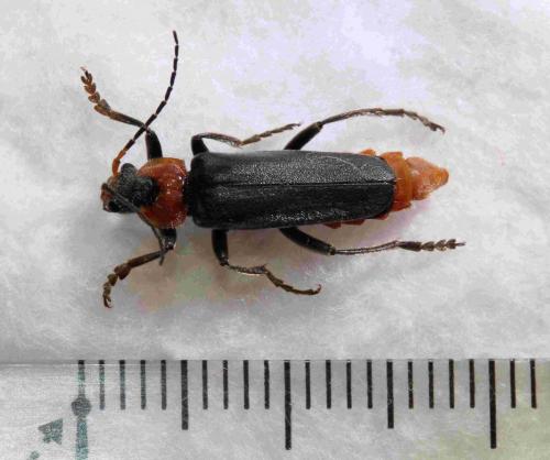 Cantharis sp.