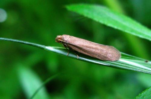 Pseudatemelia subochreella