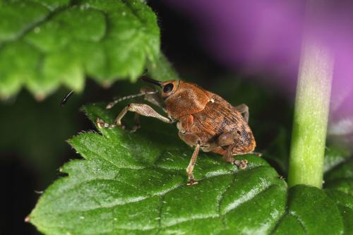 Réf. 102 799 : Curculio nucum