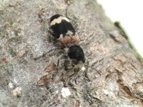 Clerus mutillarius