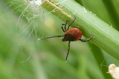 Réf. 102 463 : Ixodes ricinus
