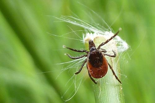 Réf. 102 464 : Ixodes ricinus