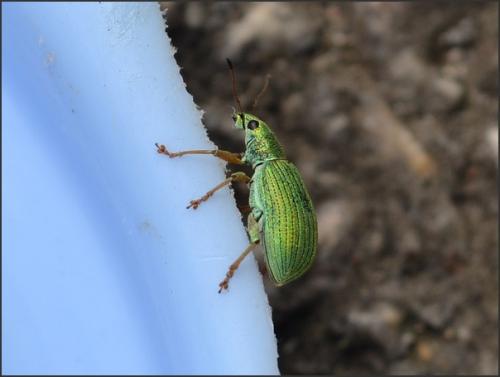 Polydrusus formosus