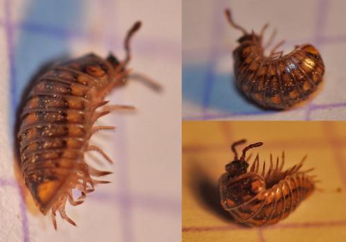 Glomeris intermedia