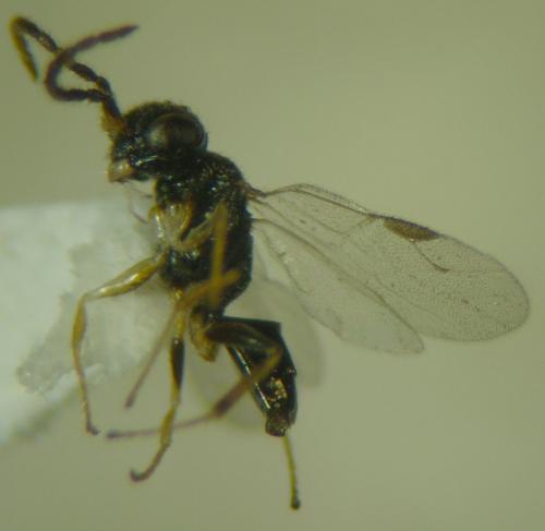 Anteon sp.