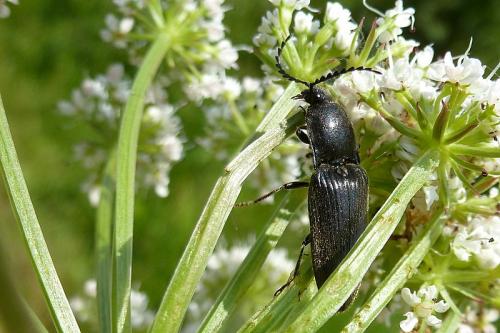 Réf. 102 404 : Hemicrepidius sp.