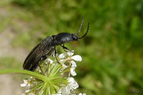 Réf. 102 405 : Hemicrepidius sp.