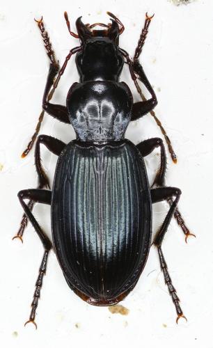 Laemostenus terricola