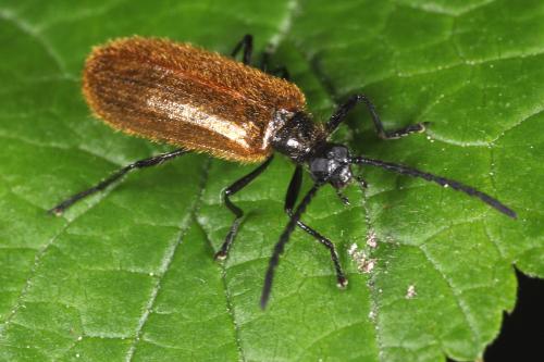 Lagria sp.