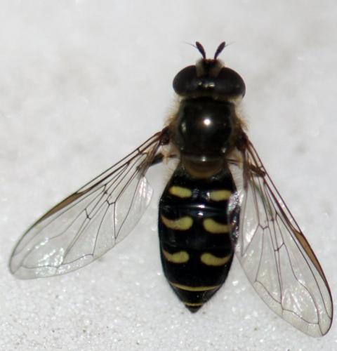 Réf. 102 465 : Lapposyrphus lapponicus